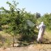 Innovador protector solar para cerezas de exportación: estudian revertir embates del cambio climático