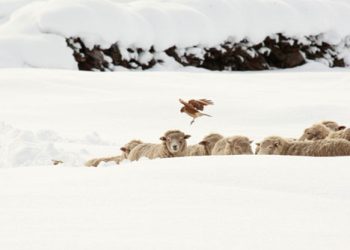 Gobierno declara Situación de Emergencia Agrícola para las Comunas de Cisnes y Tortel 