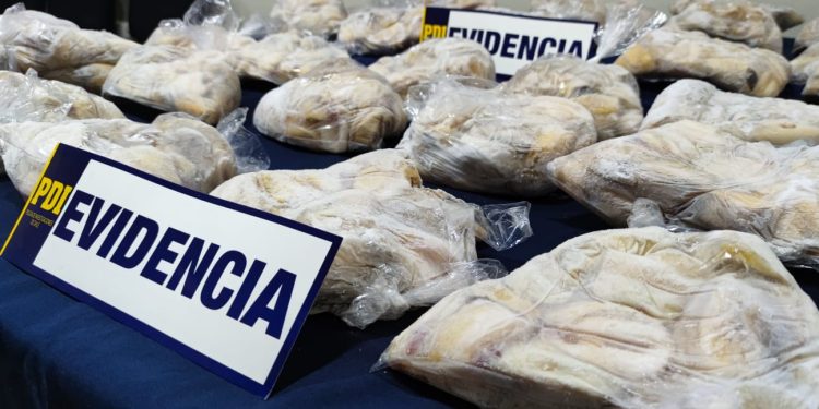 54 kilos de Loco, recurso en veda, son incautados por la BIDEMA de Policía de Investigaciones en Aysén