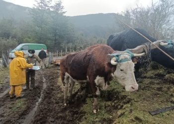 No consumir productos de dudoso origen es la recomendación de Carabineros para prevenir el abigeato