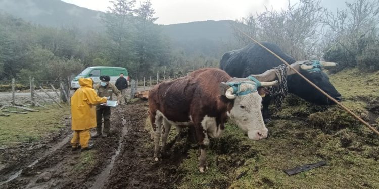 No consumir productos de dudoso origen es la recomendación de Carabineros para prevenir el abigeato