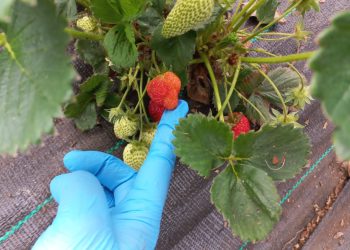 El SAG detectó una plaga en los cultivos de frutilla de 10 predios de Coyhaique.
