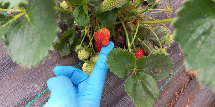 El SAG detectó una plaga en los cultivos de frutilla de 10 predios de Coyhaique.