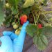 El SAG detectó una plaga en los cultivos de frutilla de 10 predios de Coyhaique.