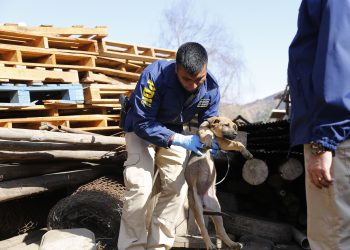 PDI y Fiscalía investigan denuncia por el delito maltrato animal en Coyhaique
