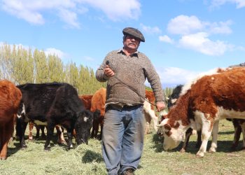 Ministerio de Agricultura e INDAP llaman a productores a proteger su inversión contratando Seguro Ganadero