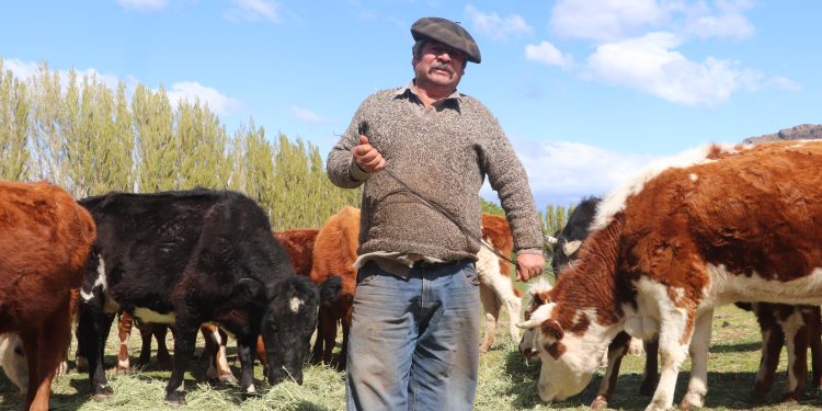 Ministerio de Agricultura e INDAP llaman a productores a proteger su inversión contratando Seguro Ganadero