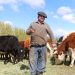 Ministerio de Agricultura e INDAP llaman a productores a proteger su inversión contratando Seguro Ganadero