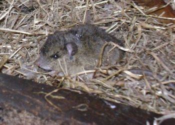 Nuevo caso por Hantavirus en la región fue confirmado por el Instituto de Salud Pública