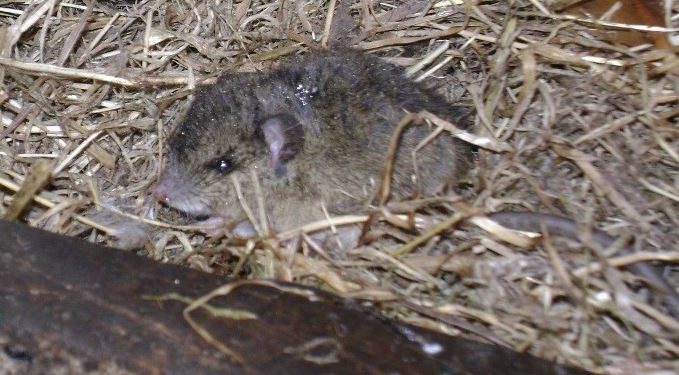 Nuevo caso por Hantavirus en la región fue confirmado por el Instituto de Salud Pública