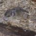 Nuevo caso por Hantavirus en la región fue confirmado por el Instituto de Salud Pública