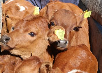 El 30 noviembre vence el plazo para efectuar Declaración de Existencia Animal frente al SAG