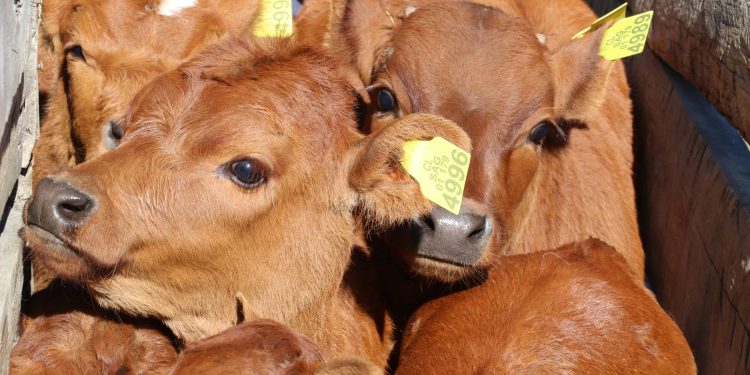 El 30 noviembre vence el plazo para efectuar Declaración de Existencia Animal frente al SAG