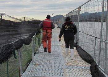 Superintendencia de Medio Ambiente inicia procedimiento sancionatorio contra Salmones Yadrán por sobreproducción en 4 centros de cultivo de Aysén