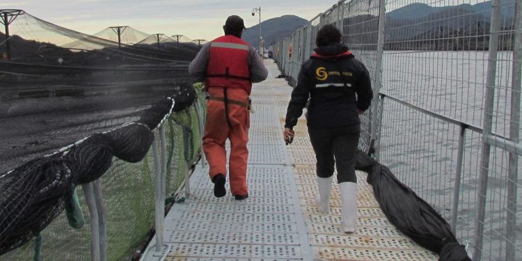 Superintendencia de Medio Ambiente inicia procedimiento sancionatorio contra Salmones Yadrán por sobreproducción en 4 centros de cultivo de Aysén