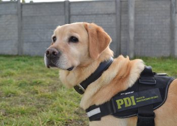 Tráfico de drogas en Coyhaique: Can detectora de drogas de la PDI encuentra más de 14.400 dosis de cocaína ocultas en encomienda