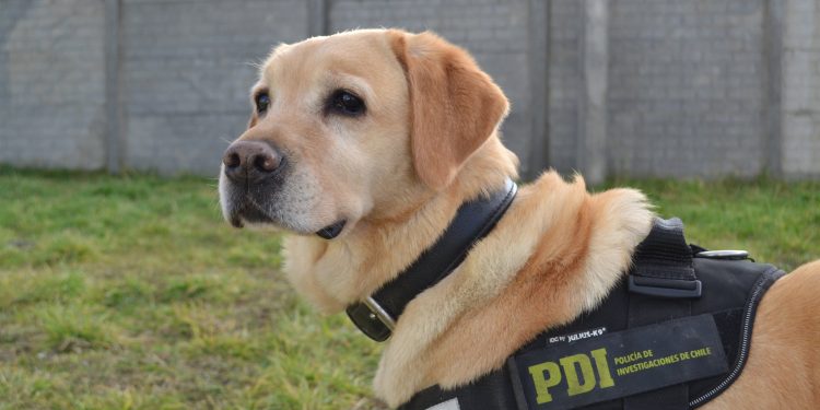 Tráfico de drogas en Coyhaique: Can detectora de drogas de la PDI encuentra más de 14.400 dosis de cocaína ocultas en encomienda