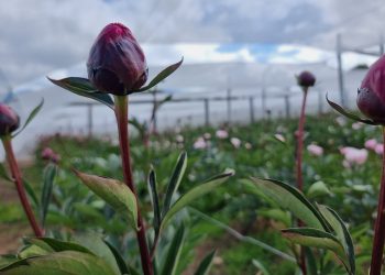 Flores de Villa Ortega con destino a Europa fueron certificadas por el SAG