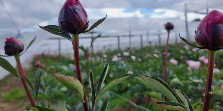 Flores de Villa Ortega con destino a Europa fueron certificadas por el SAG