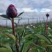 Flores de Villa Ortega con destino a Europa fueron certificadas por el SAG