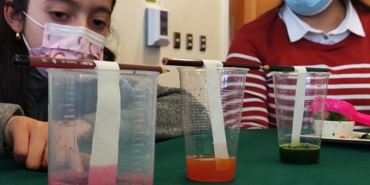 Estudiantes de enseñanza básica y media desarrollan innovadores proyectos científicos con foco en la región de Aysén