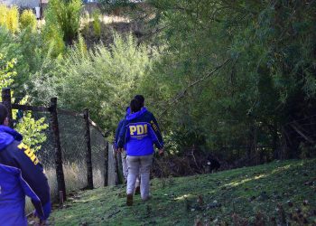 En Mañihuales la BIDEMA de PDI Aysén investiga caso de maltrato animal contra felino