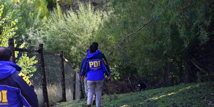 En Mañihuales la BIDEMA de PDI Aysén investiga caso de maltrato animal contra felino