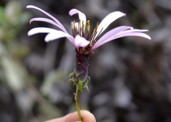 Proyecto sobre flora nativa de Puerto Ibáñez será financiado por el Ministerio de Ciencia