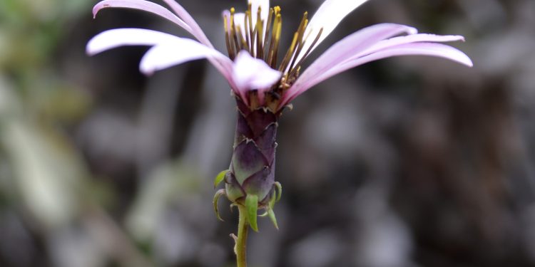 Proyecto sobre flora nativa de Puerto Ibáñez será financiado por el Ministerio de Ciencia