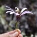 Proyecto sobre flora nativa de Puerto Ibáñez será financiado por el Ministerio de Ciencia