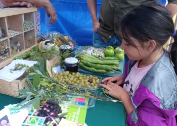 Ciencia Pública en Verano: Coyhaiquinos/as disfrutaron de didácticas actividades en Plaza de Armas