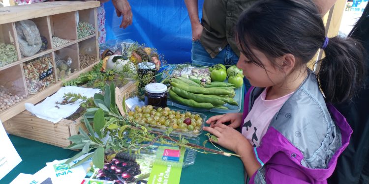 Ciencia Pública en Verano: Coyhaiquinos/as disfrutaron de didácticas actividades en Plaza de Armas