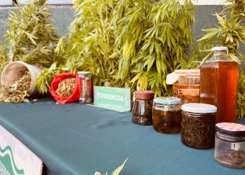 Operativo antidroga de Carabineros: Allanan domicilios en Coyhaique y Puerto Cisnes para incautar cultivos de marihuana, amapola y otras drogas