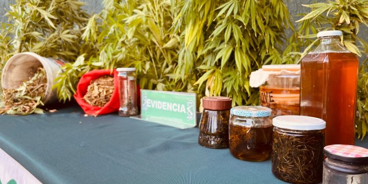 Operativo antidroga de Carabineros: Allanan domicilios en Coyhaique y Puerto Cisnes para incautar cultivos de marihuana, amapola y otras drogas