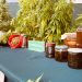 Operativo antidroga de Carabineros: Allanan domicilios en Coyhaique y Puerto Cisnes para incautar cultivos de marihuana, amapola y otras drogas