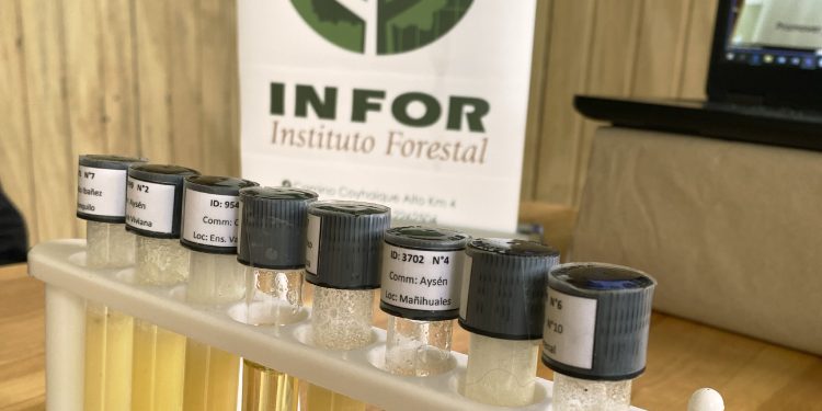 Estudio de INFOR permitirá caracterizar y diferenciar las mieles de Aysén 