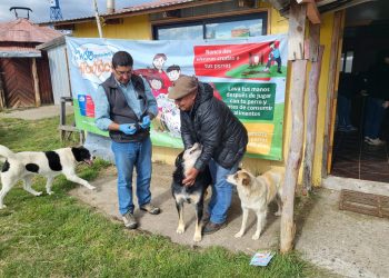 Campaña prevención Hidatidosis: Seremi de Salud continúa con operativos de desparasitación canina