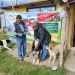 Campaña prevención Hidatidosis: Seremi de Salud continúa con operativos de desparasitación canina