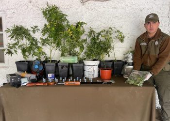 Bahía Murta: OS-7 de Carabineros y Fiscalía realizan operativo antidrogas incautando plantas de cannabis, marihuana, escopeta no registrada y munición