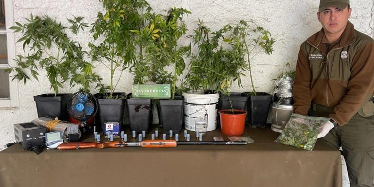 Bahía Murta: OS-7 de Carabineros y Fiscalía realizan operativo antidrogas incautando plantas de cannabis, marihuana, escopeta no registrada y munición