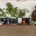 Bahía Murta: OS-7 de Carabineros y Fiscalía realizan operativo antidrogas incautando plantas de cannabis, marihuana, escopeta no registrada y munición
