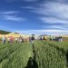 INIA Tamel Aike da a conocer primeros resultados sobre cultivo nacional de insumos vegetales para salmones