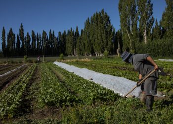 Con alta participación y el 51% de iniciativas lideradas por mujeres cierra concurso hortofrutícola convocado por la Seremi de Agricultura Aysén