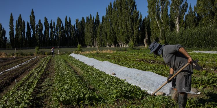 Con alta participación y el 51% de iniciativas lideradas por mujeres cierra concurso hortofrutícola convocado por la Seremi de Agricultura Aysén