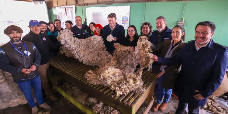 Ministerio de Agricultura conforma mesa de desarrollo ovino en región de Aysén 