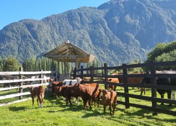 Programa Apoyo a la Trazabilidad de la Pequeña Ganadería es implementado por SAG para aumentar cobertura de identificación bovina en la región de Aysén