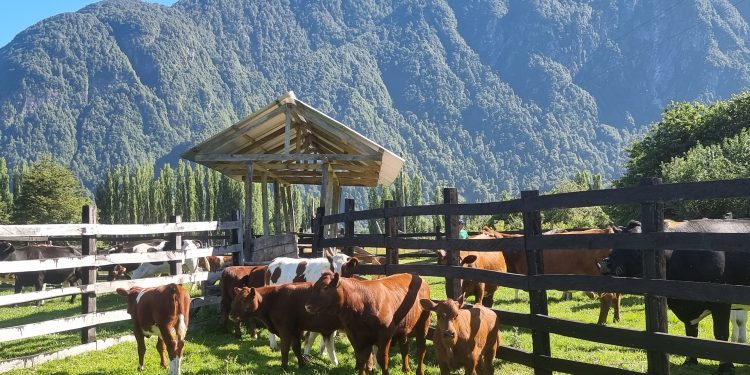 Programa Apoyo a la Trazabilidad de la Pequeña Ganadería es implementado por SAG para aumentar cobertura de identificación bovina en la región de Aysén