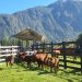 Programa Apoyo a la Trazabilidad de la Pequeña Ganadería es implementado por SAG para aumentar cobertura de identificación bovina en la región de Aysén