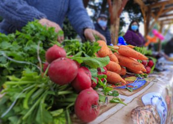 Seremi de Agricultura Aysén destina $270 millones para entregar apoyo a proyectos hortofrutícolas en la región