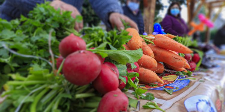 Seremi de Agricultura Aysén destina $270 millones para entregar apoyo a proyectos hortofrutícolas en la región